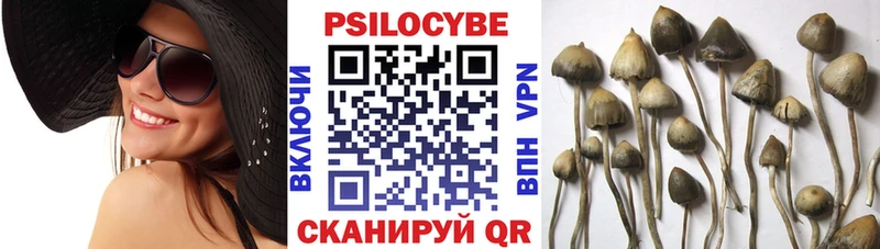 закладка  Обоянь  Галлюциногенные грибы Cubensis 